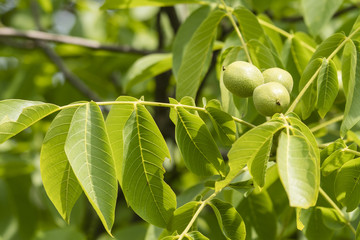 Walnuts in green packaging on a tree with green leaves.