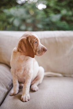 Portrait of a cute vizsla puppy