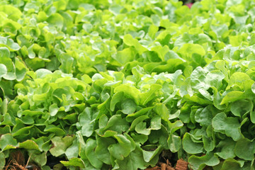 Young green organic lettuce vegetable farm background