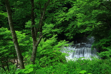 葛丸渓流　新緑の一の滝