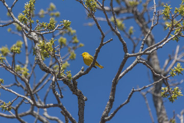 Yellow Warbler