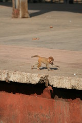 Monkey - The Indian Railway