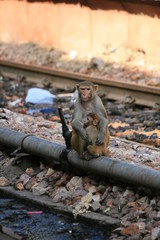 Monkey - The Indian Railway