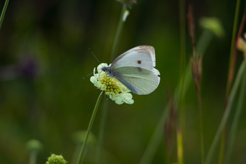 Schmetterling auf Blume