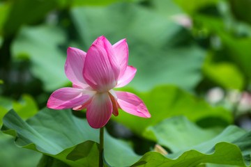 Beautiful pink lotus 