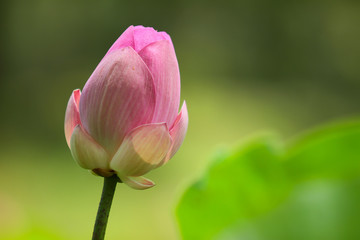 Beautiful pink lotus 