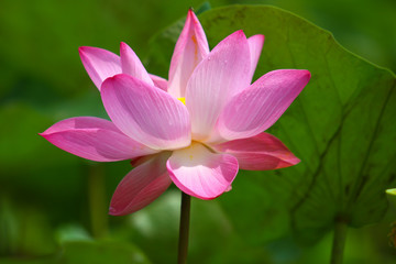 Fototapeta premium Beautiful pink lotus 