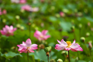 Beautiful pink lotus 