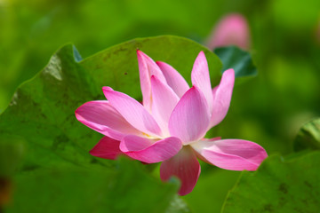 Beautiful pink lotus 