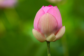 Beautiful pink lotus 