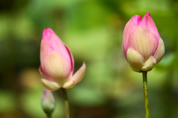 Obraz na płótnie Canvas Beautiful pink lotus 