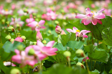 Beautiful pink lotus 