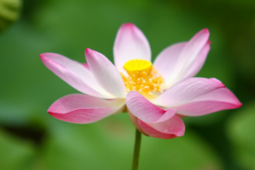 Fototapeta na wymiar Beautiful pink lotus 