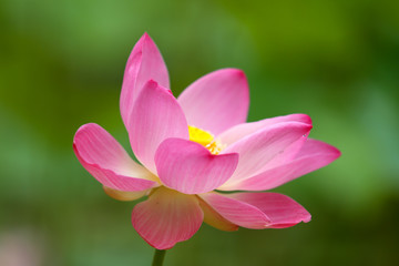 Fototapeta premium Beautiful pink lotus 