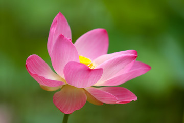 Obraz na płótnie Canvas Beautiful pink lotus 