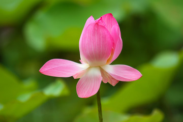 Beautiful pink lotus 