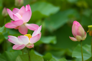 Fototapeta premium Beautiful pink lotus 