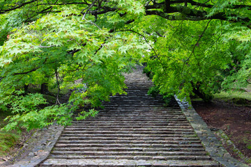Obraz premium 雨上がりの新緑の楓