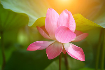Beautiful pink lotus 