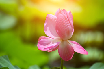 Beautiful pink lotus 