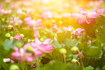 Beautiful pink lotus 