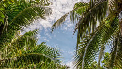 Tropical palm leaves on blue sky