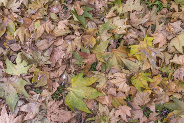 Dry forest autumn leaves from park cit on day light like texture