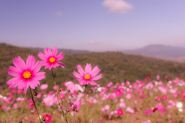 Obraz premium close up of wild flower in summer