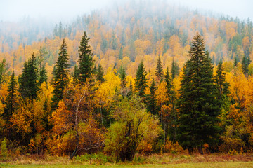 Mountains with colorful autumn forest at overcast. Beautiful landscape in autumn.