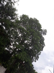 The leaves of herbs.