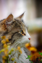 Cat in garden