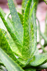 Green fresh aloe vera plant leaves close up.