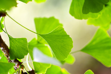 Close-up green leaves of Ginkgo Biloba in a garden