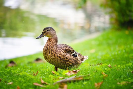 Duck standing near a pond on a grass background