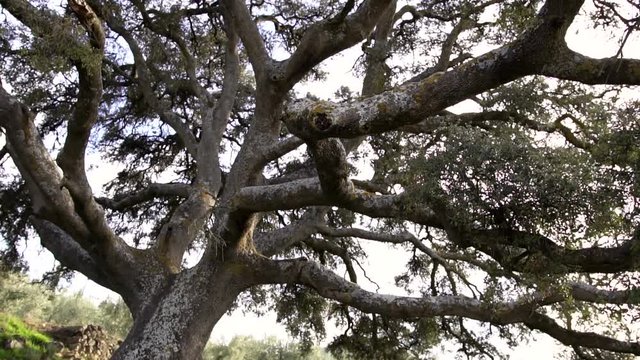 tree push out from branch to complet tree