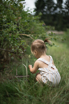 Young toddler picking blueberries