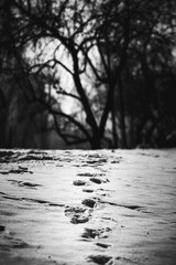 Snow Pathway - Black and White