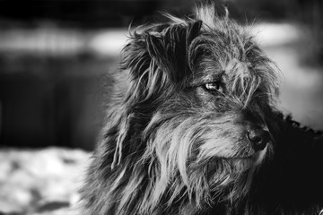 Poodle - Black and White