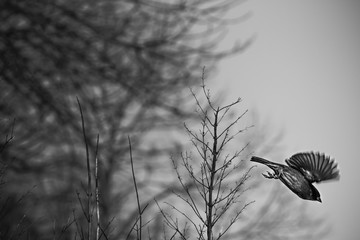 Sparrow 3 - Black and White