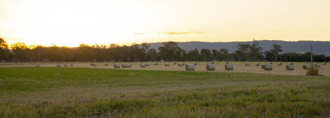Fototapeta na wymiar Large round hay bales in the late afternoon sunset glow in Queensland, Australia