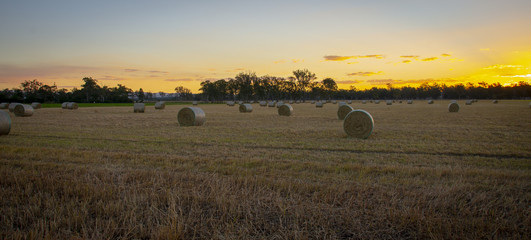 Obraz premium Large round hay bales in the late afternoon sunset glow in Queensland, Australia