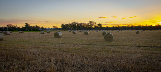 Large round hay bales in the late afternoon sunset glow in Queensland, Australia