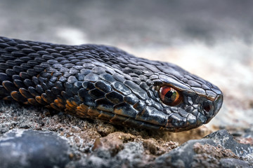 The head of a poisonous snake of a viper on a stony earth. A scattered gra ybackground