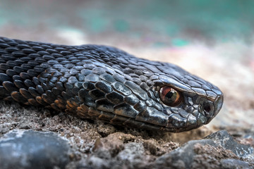 The head of a poisonous snake of a viper on a stony earth. A scattered background in  cold turquoise key