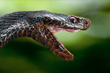 Obraz premium Głowa jadowitego węża czarnej żmii z otwartymi ustami na rozmytym tle w zielonej tonacji.