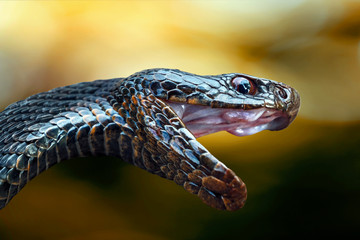 The head of a poisonous snake of a black viper with an open mouth on a blurred background in a yellow tonality.
