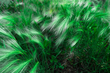Feather grass in the sunlight in the afternoon winds.Green blue hue.
