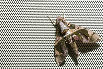 Oleander Hawkmoth