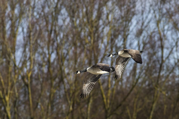 Kanadagans (Branta canadagensis)