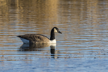 Kanadagans (Branta canadagensis)
